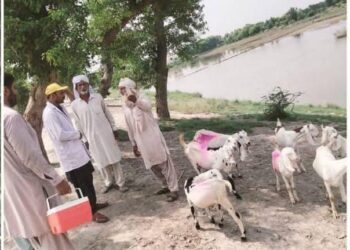 سیلاب متاثرہ علاقوں میں جانوروں کی ویکسینیشن اور علاج معالجہ کی سہولتیں فراہم