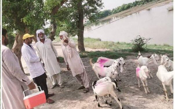 سیلاب متاثرہ علاقوں میں جانوروں کی ویکسینیشن اور علاج معالجہ کی سہولتیں فراہم