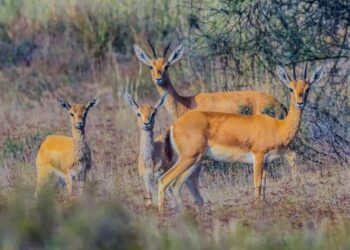خیبر پختونخوا میں جنگلی حیات کے تحفظ کی تاریخی پیش رفت، چنکارا اور بلیک بَک کی ری وائلڈنگ کا آغاز