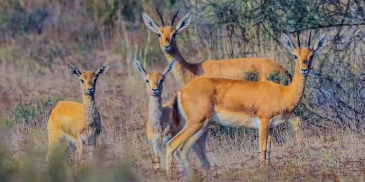 خیبر پختونخوا میں جنگلی حیات کے تحفظ کی تاریخی پیش رفت، چنکارا اور بلیک بَک کی ری وائلڈنگ کا آغاز