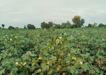 کپاس کی پیداوار میں کمی کے خدشات، روئی اور کاٹن مصنوعات کی قیمتوں میں اضافہ متوقع