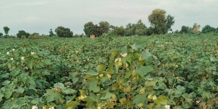 کپاس کی پیداوار میں کمی کے خدشات، روئی اور کاٹن مصنوعات کی قیمتوں میں اضافہ متوقع