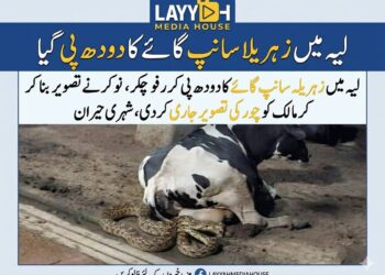 زہریلا سانپ شہری کی گائے کا دودھ پی کر رفو چکر