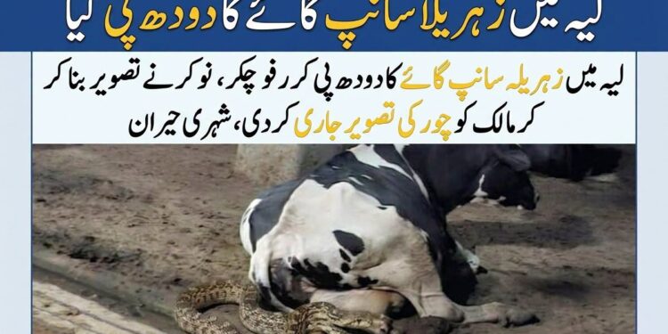 زہریلا سانپ شہری کی گائے کا دودھ پی کر رفو چکر