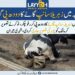 زہریلا سانپ شہری کی گائے کا دودھ پی کر رفو چکر